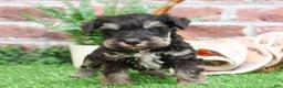 Miniature Schnauzer dogs for sale: Tyson - Ad 4