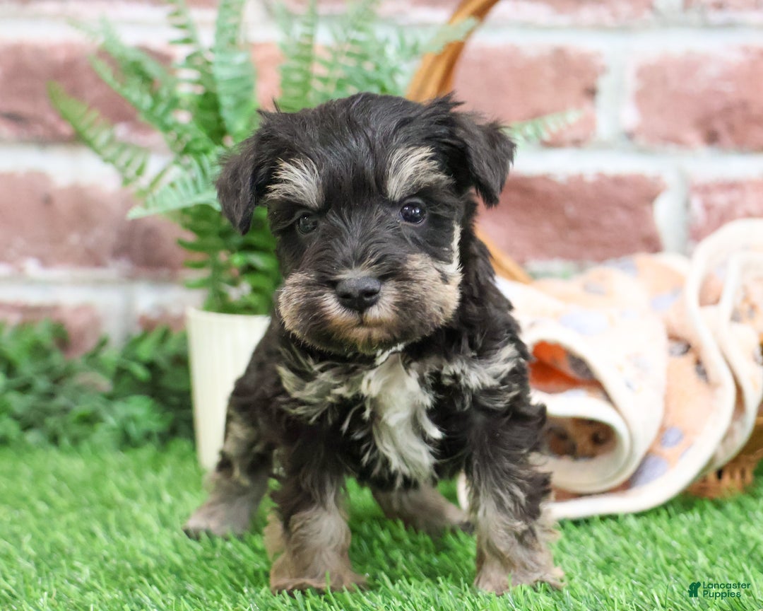 Miniature Schnauzer dogs for sale: Tyson - Ad 4