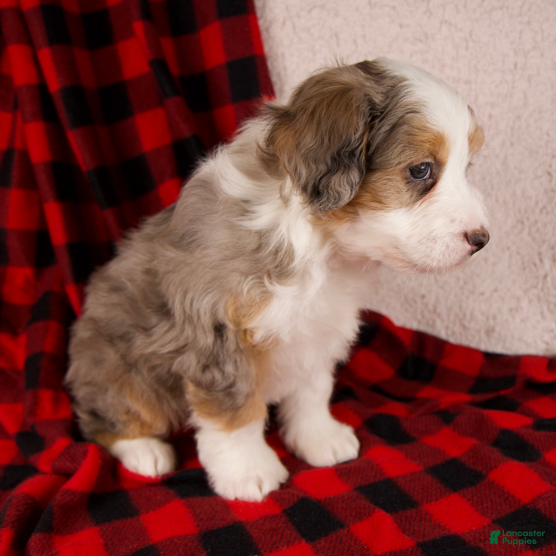 Mini Bernedoodle dogs Angel Girl *Potty Training* - Ad 4