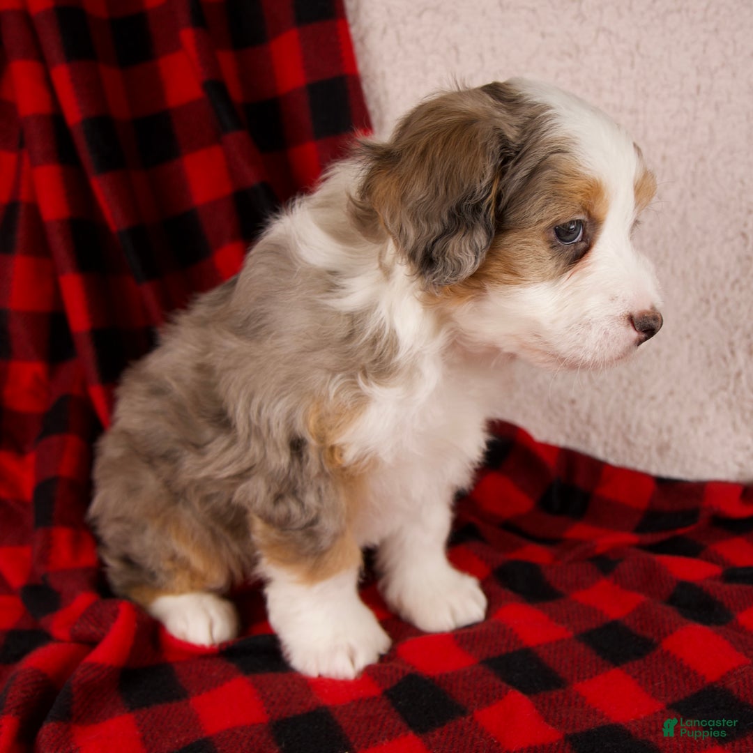 Mini Bernedoodle dogs for sale: Angel Girl *Potty Training* - Ad 4