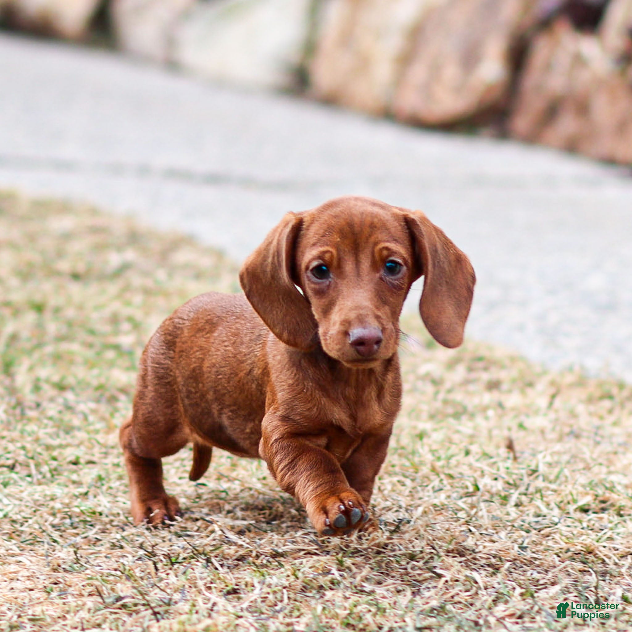 Miniature Dachshund dogs Olivia - Ad 1