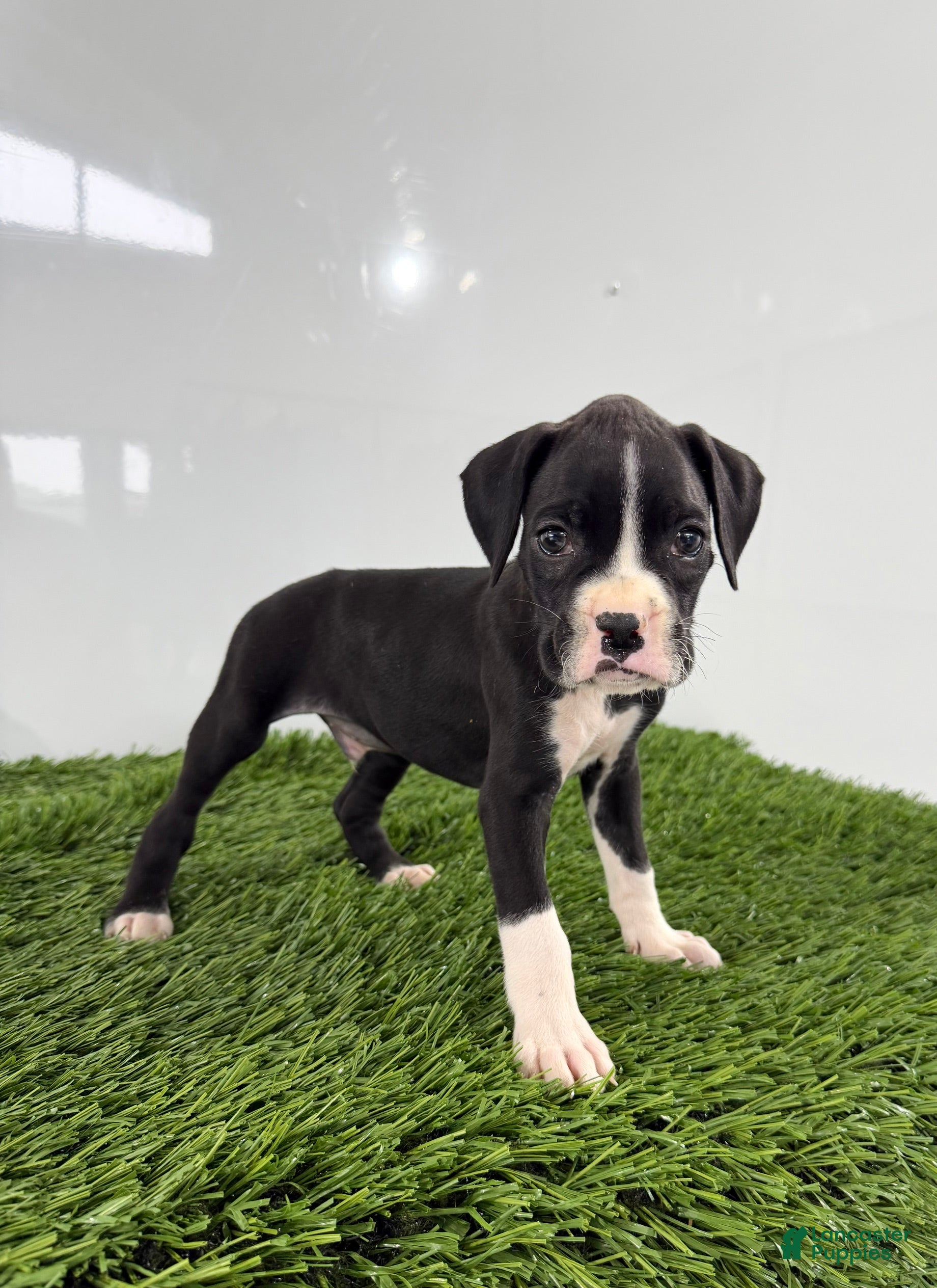 Boxer dogs Mylan - Ad 1