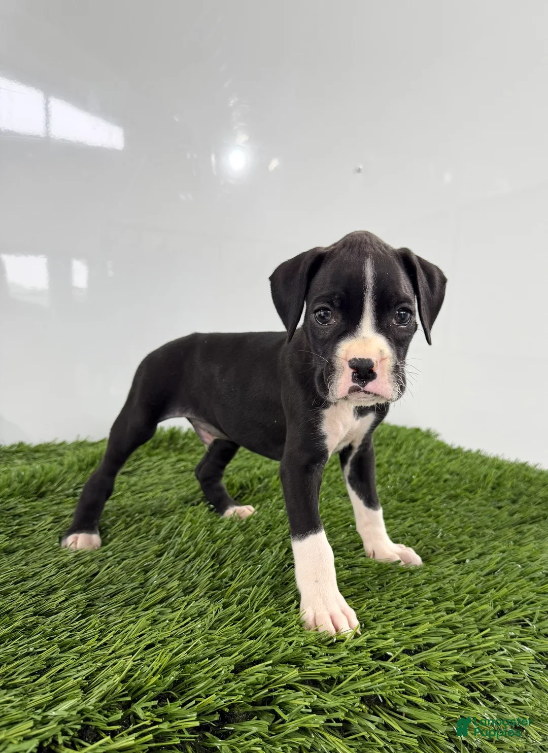 Boxer dogs for sale: Mylan - Ad 1