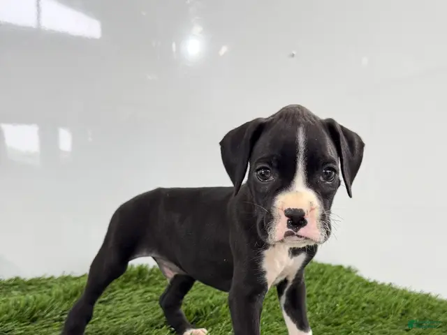 Boxer dogs Mylan - Ad 1