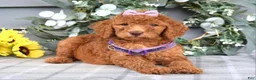 Standard Poodle dogs for sale: Rosie - Ad 9
