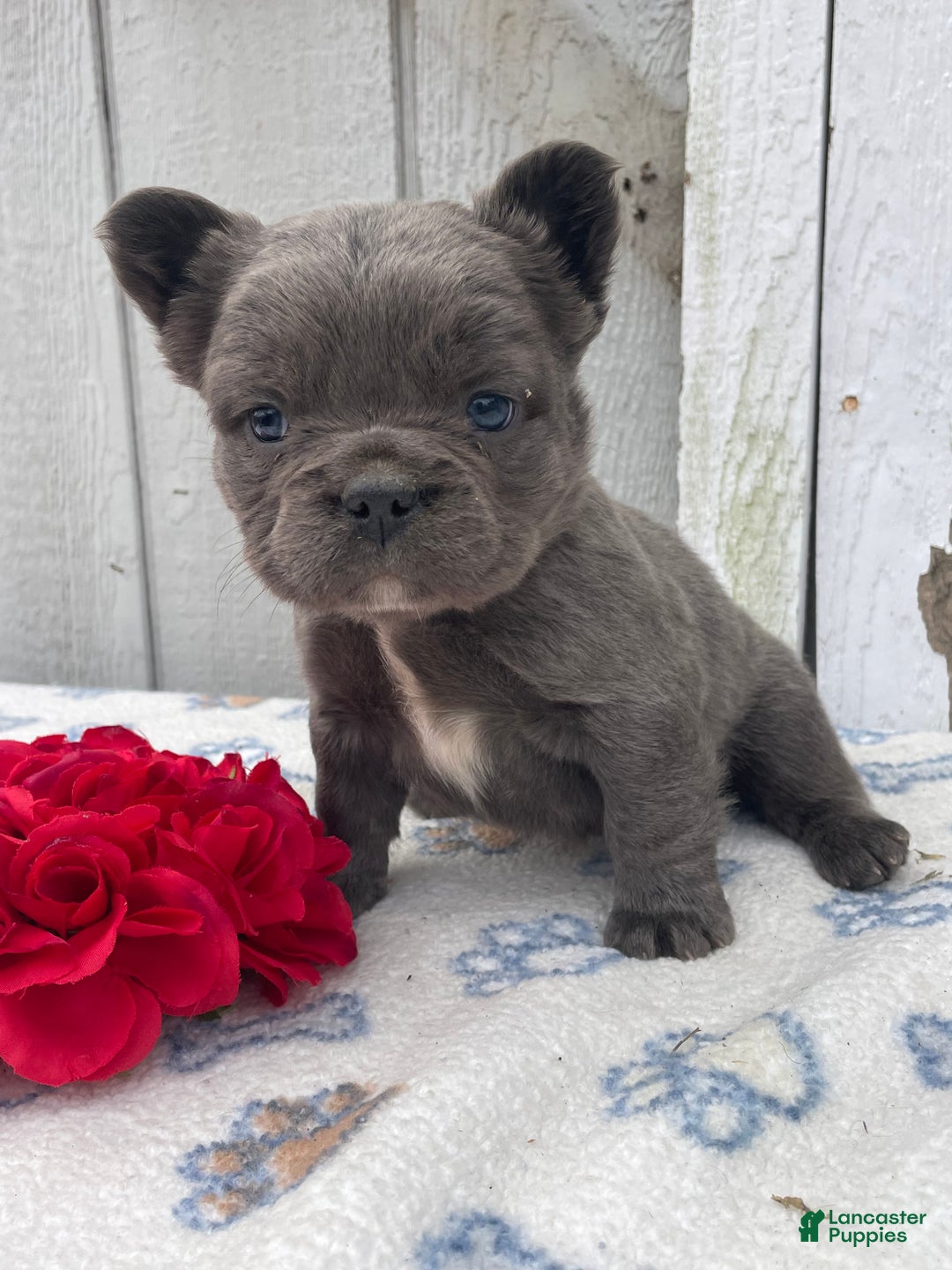French Bulldog dogs for sale: Ernie - Ad 3