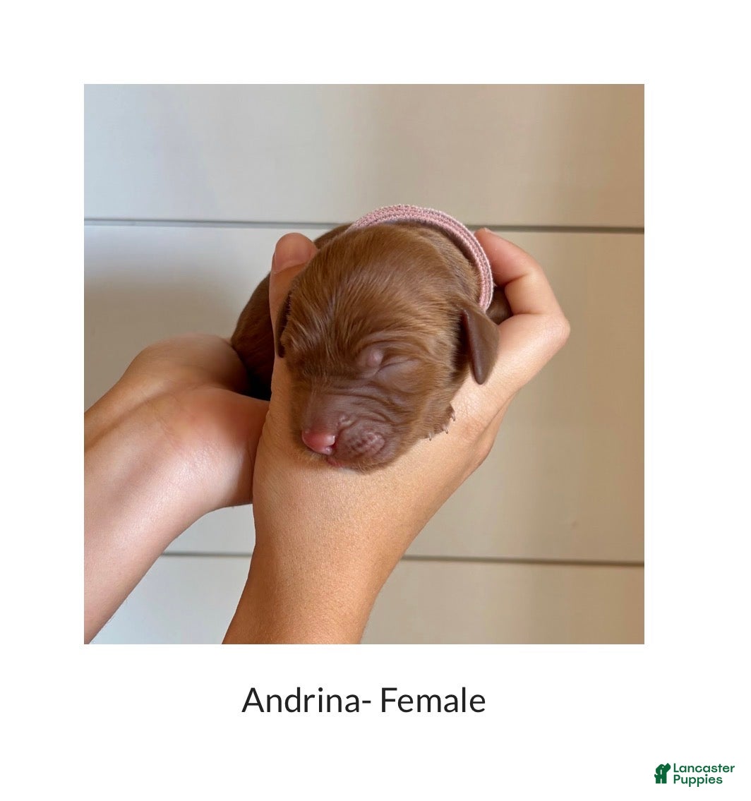 Irish Doodle dogs Irish Doodle Puppy- Andrina - Ad 2