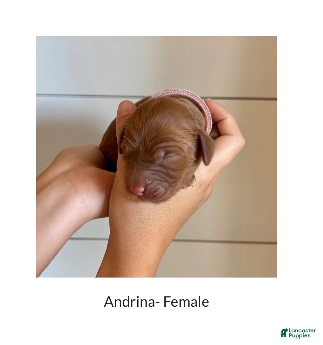 Irish Doodle dogs for sale: Irish Doodle Puppy- Andrina - Ad 1