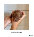 Irish Doodle Puppy- Andrina