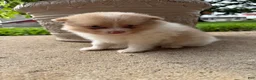 Pomeranian dogs for sale: Andy - Ad 11