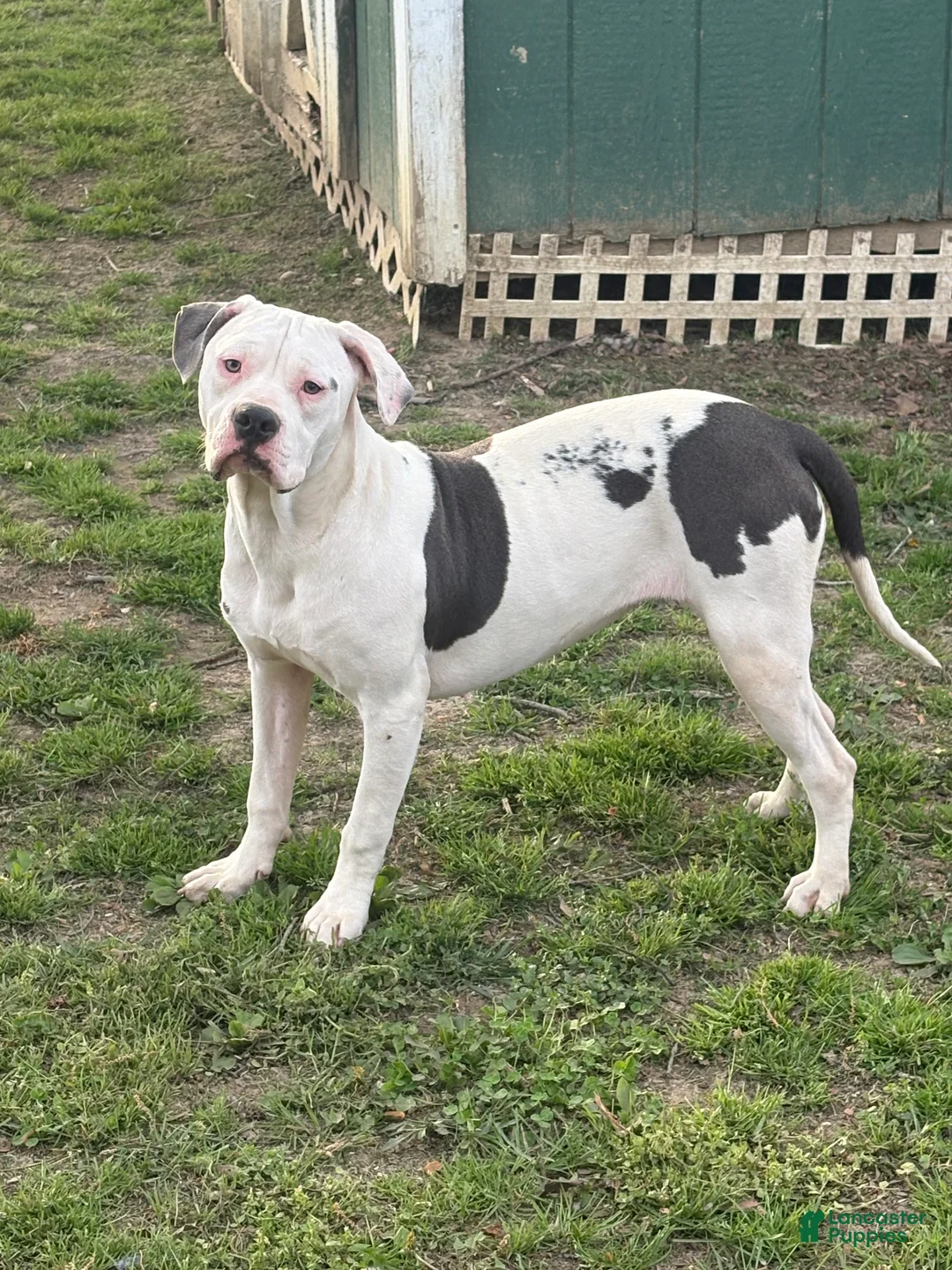 Mixed Breed dogs for sale: Myla - Ad 2