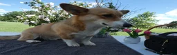 Welsh Corgi Pembroke dogs for sale: Welsh Corgi Pembroke 1 Sampson - Ad 4