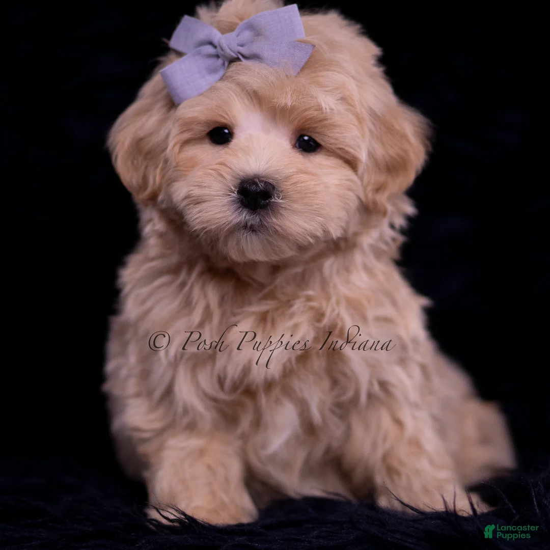 Maltipoo dogs for sale: Muffin - Ad 2