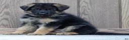 German Shepherd dogs for sale: Zara - Ad 3