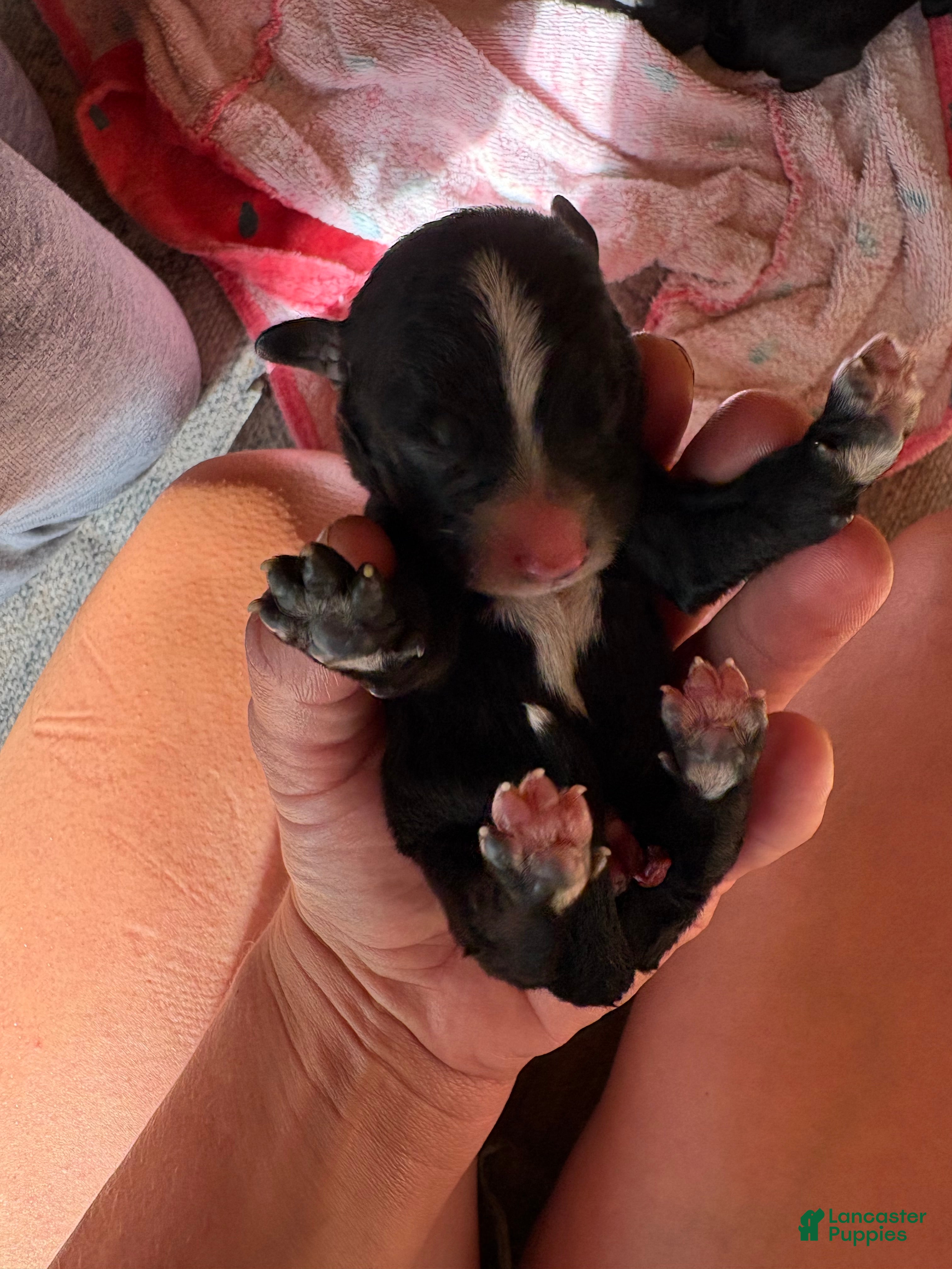 Mixed Breed dogs Cash - Ad 36
