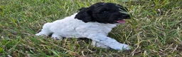 Newfypoo dogs for sale: Starry - Ad 2