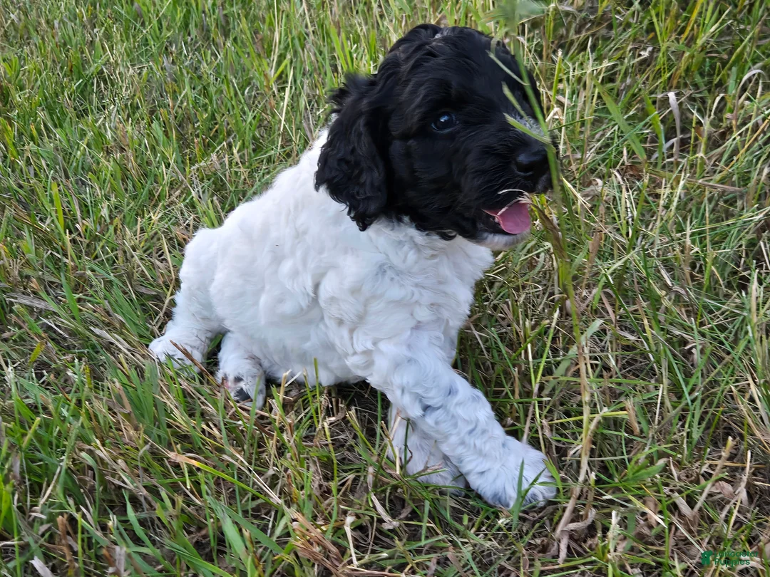 Newfypoo dogs for sale: Starry - Ad 2
