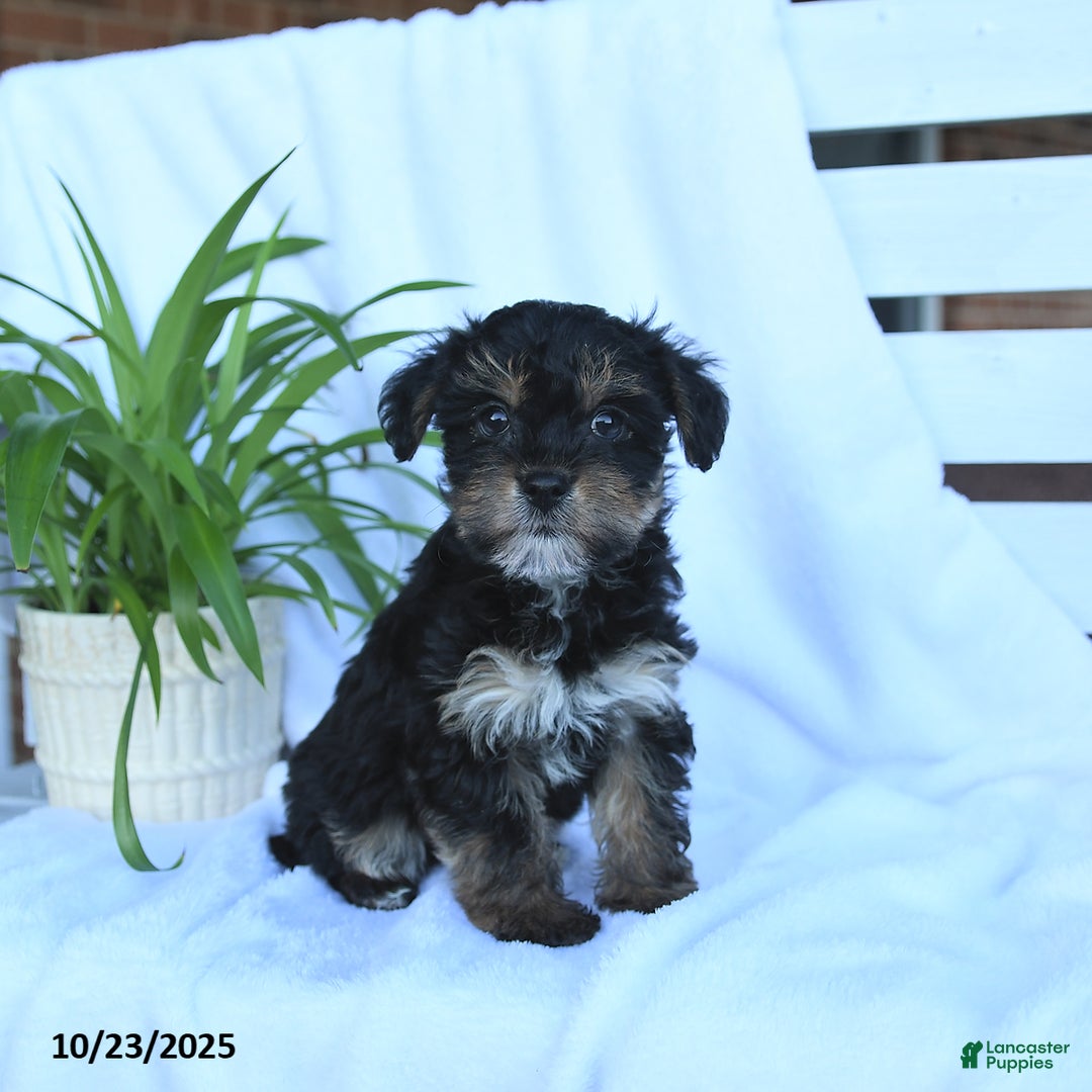 Yorkiepoo dogs for sale: Pepper - Ad 6