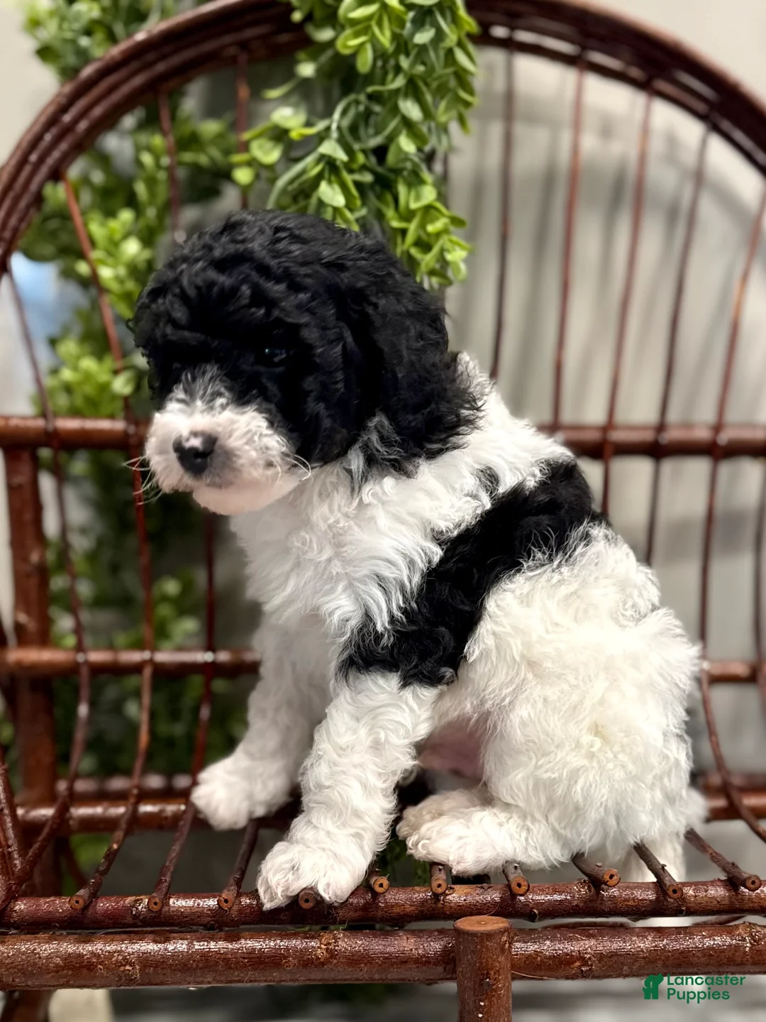 Mini Goldendoodle dogs for sale: Oscar - Ad 4