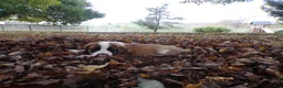 Saint Bernard dogs for sale: Axel - Ad 4