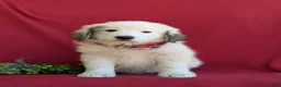 Mixed Breed dogs for sale: Morrison - Ad 2