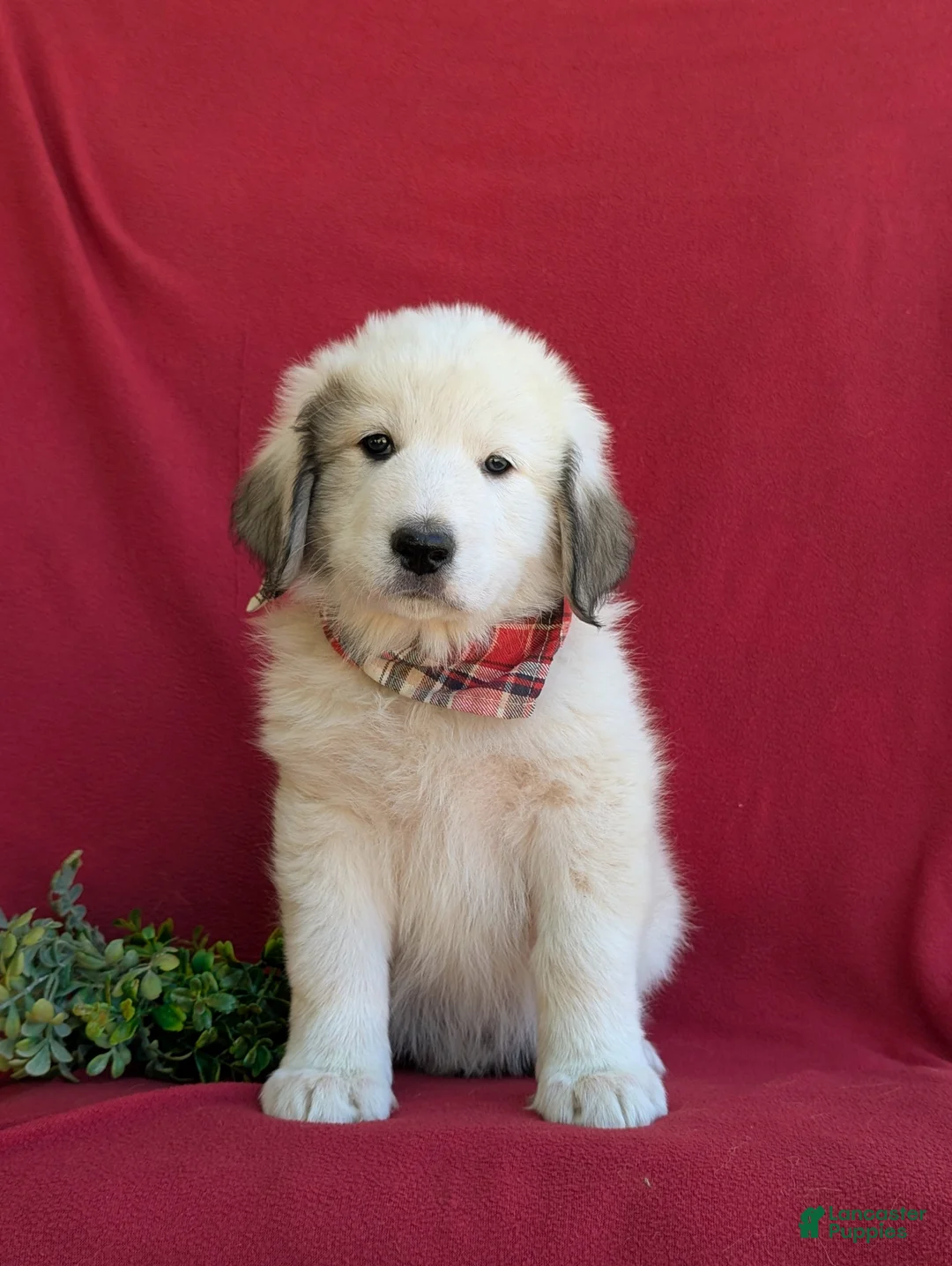 Mixed Breed dogs for sale: Morrison - Ad 2