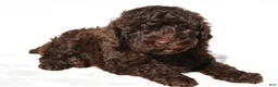 Miniature Poodle dogs for sale: Charlie - Ad 8