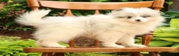 Pomeranian dogs for sale: Cooper - Ad 3