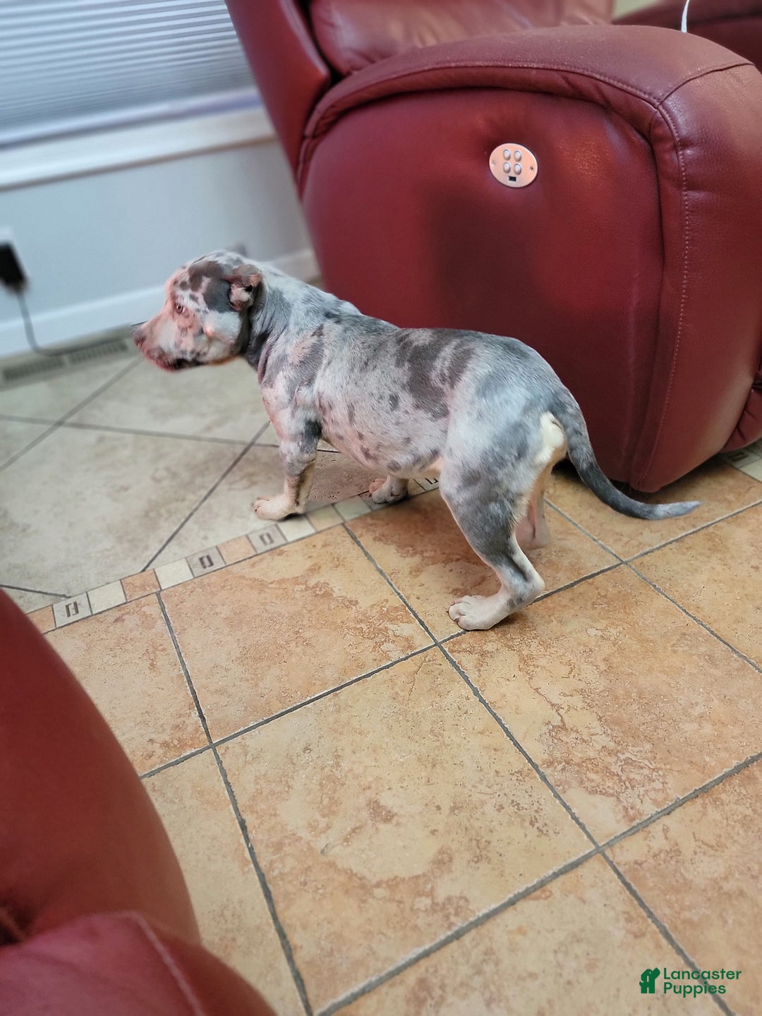 American Bully dogs for sale: American Bully Puppy 1 - Ad 9