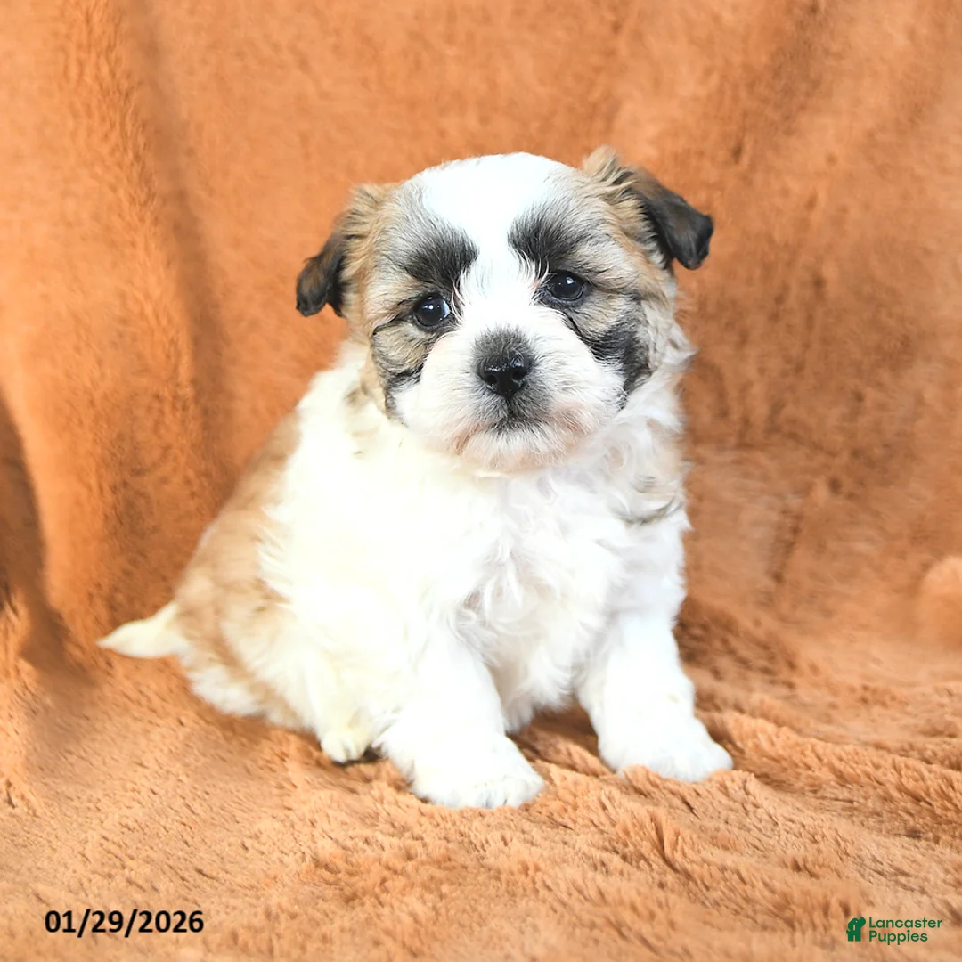 Teddy Bear dogs for sale: Noah - Ad 2