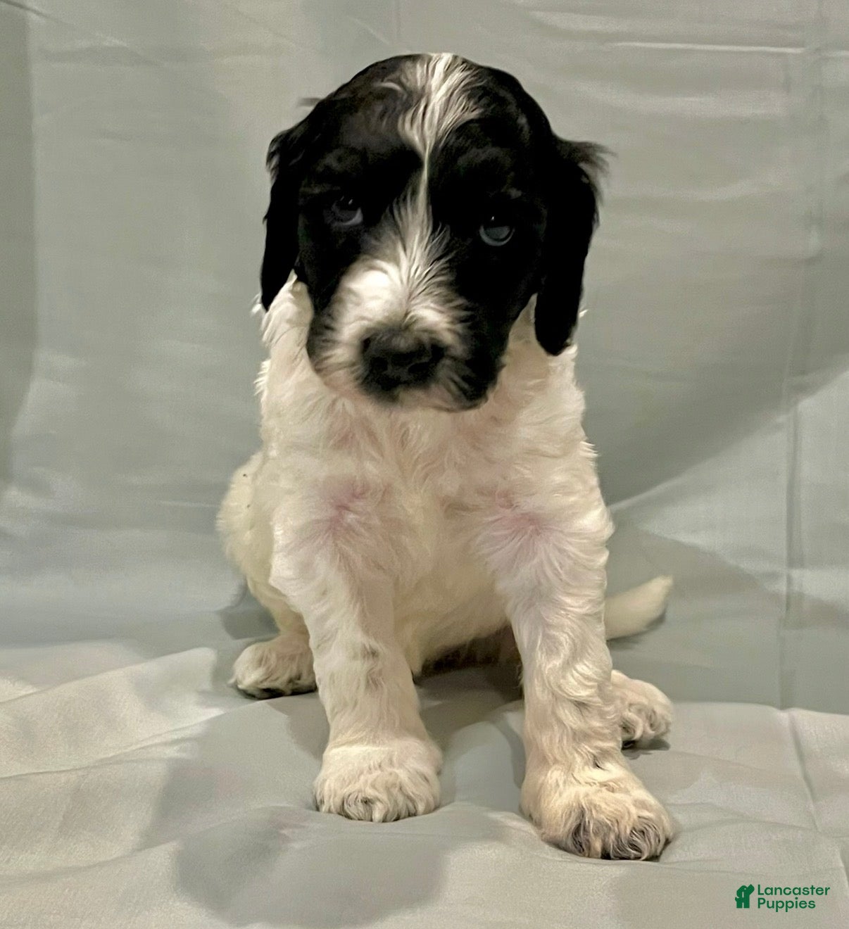 Labradoodle dogs Oreo - Ad 10