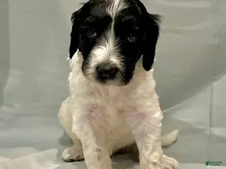 Labradoodle dogs Oreo - Ad 10