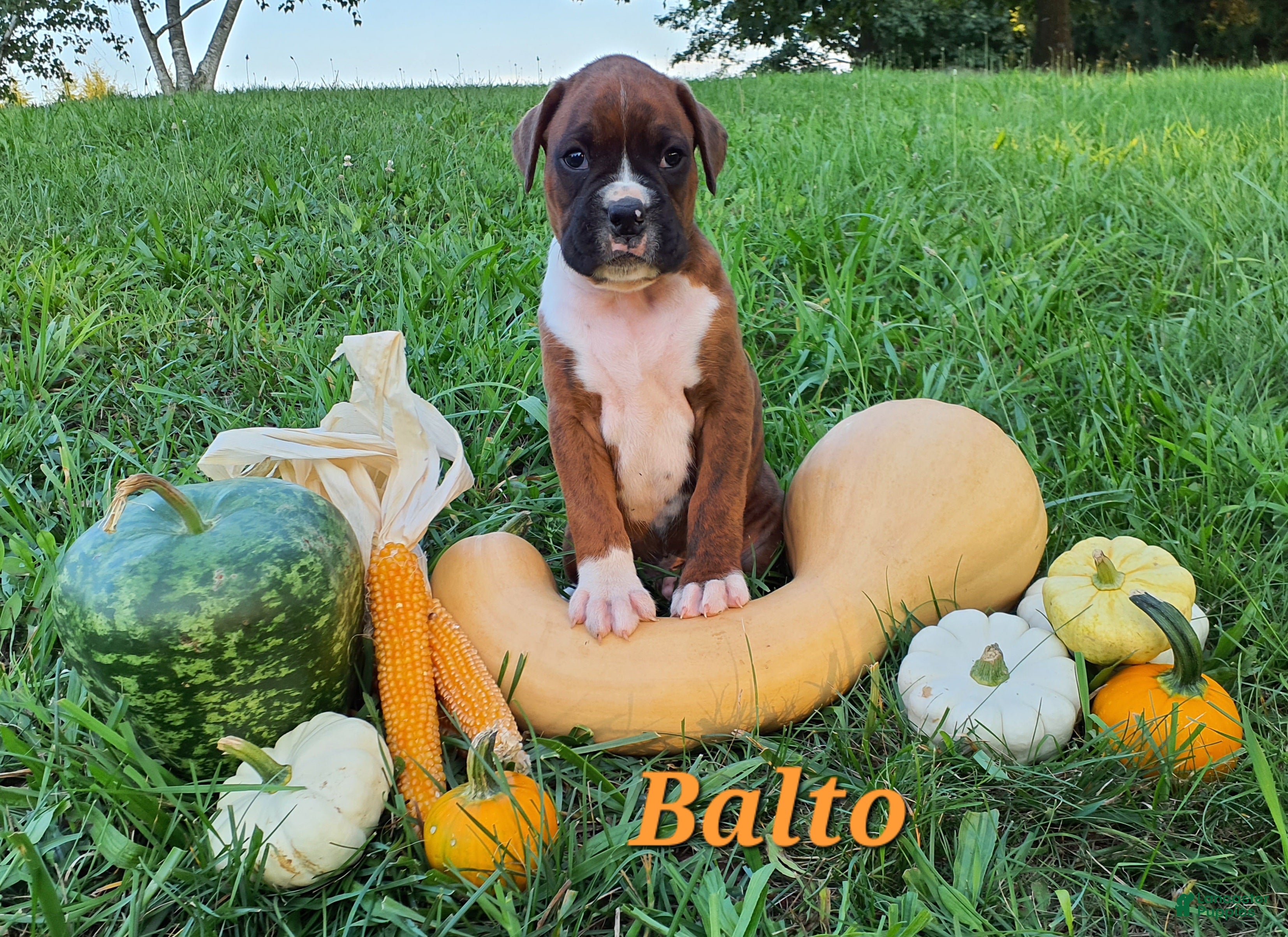Boxer dogs Balto AKC - Ad 1