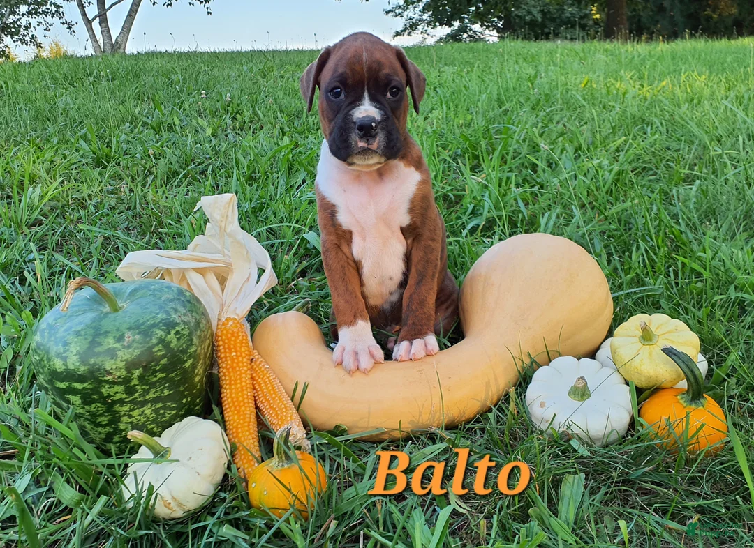 Boxer dogs for sale: Balto AKC - Ad 1
