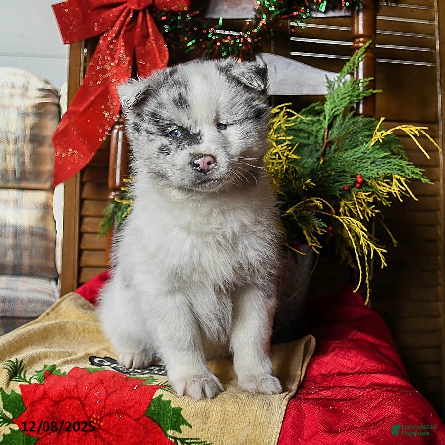 Pomsky dogs Major - Ad 6