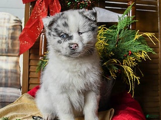 Pomsky dogs Major - Ad 25