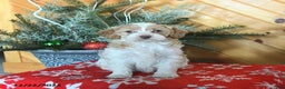 Mini Goldendoodle dogs for sale: Sugar - Ad 2