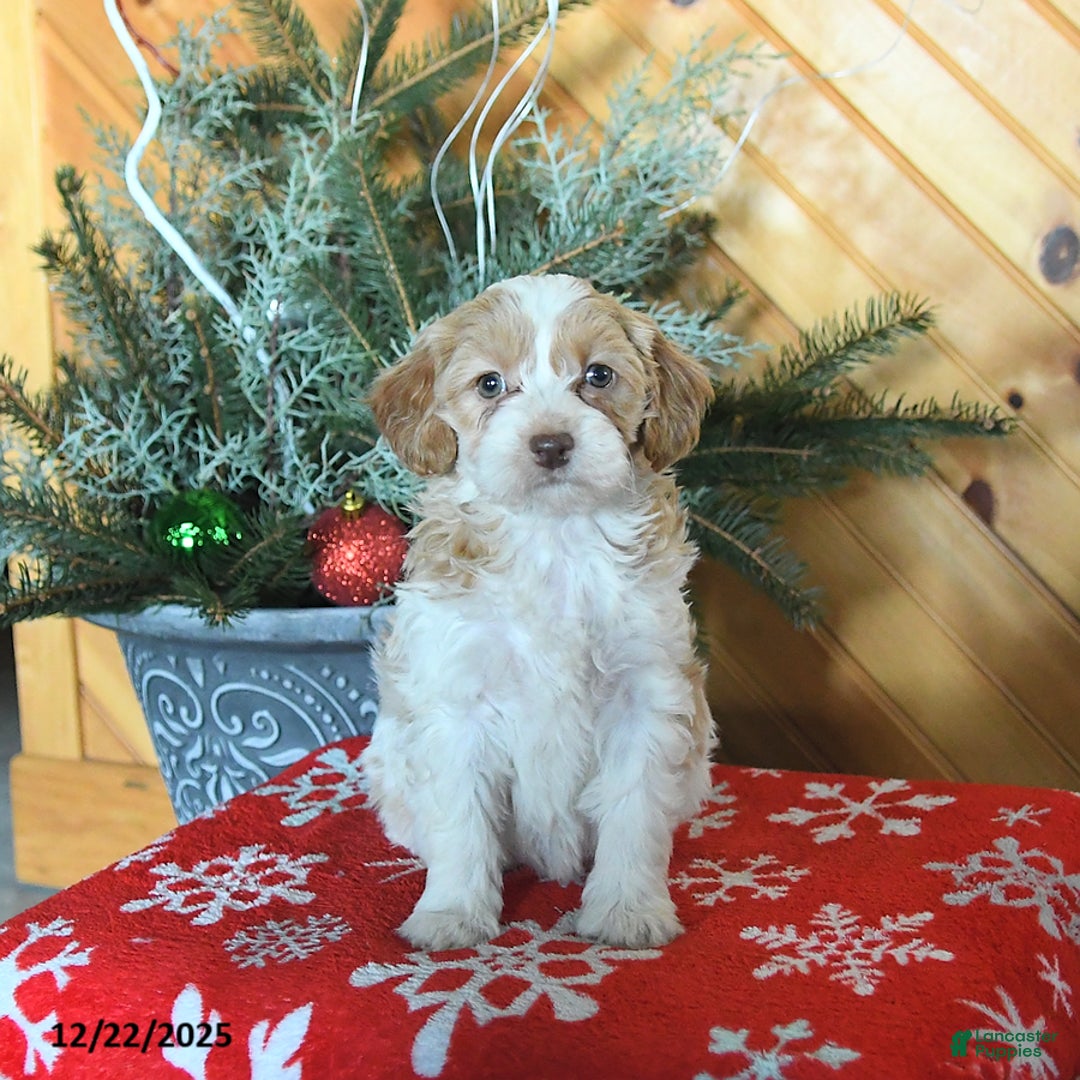 Mini Goldendoodle dogs for sale: Sugar - Ad 2