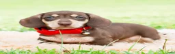 Miniature Dachshund dogs for sale: Theodore - Ad 2