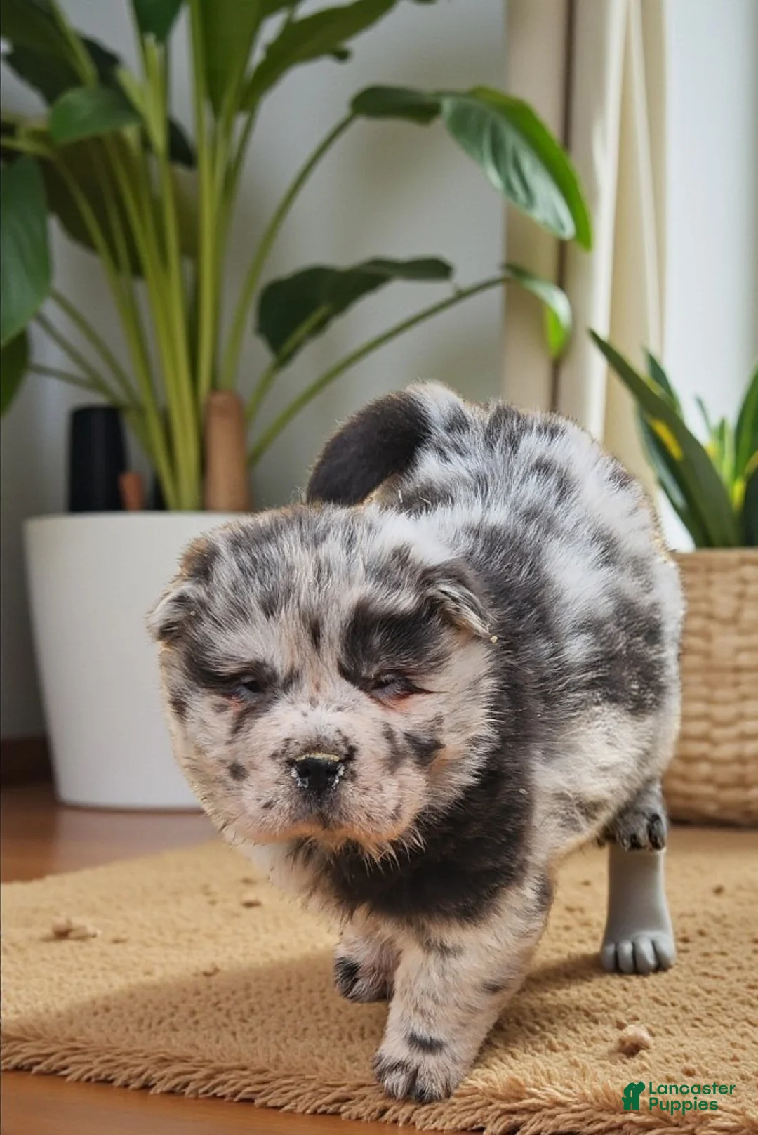 Shar Pei dogs for sale: Tinsel bear coat mini merle  - Ad 6