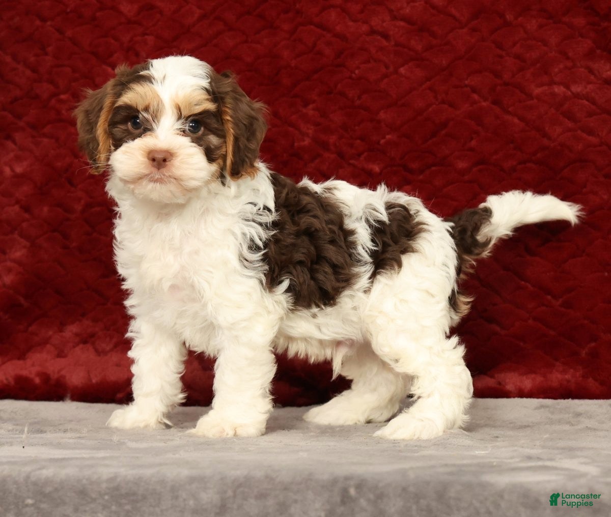 Cavapoo dogs for sale: Wendell - Ad 1