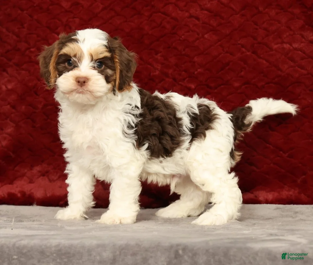 Cavapoo dogs for sale: Wendell - Ad 1