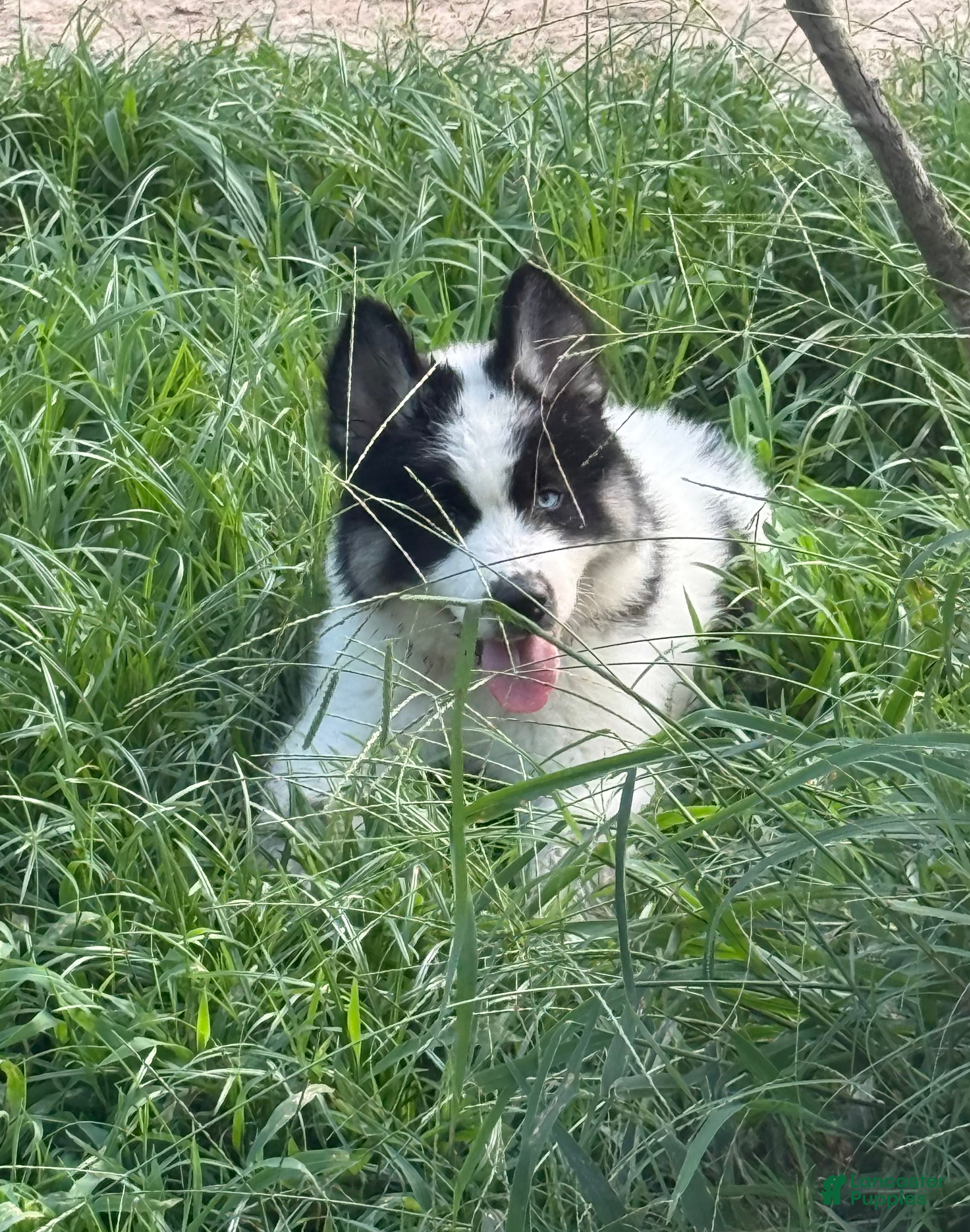 Gerberian Shepsky dogs for sale: Walker - Ad 1