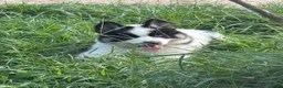 Gerberian Shepsky dogs for sale: Walker - Ad 4