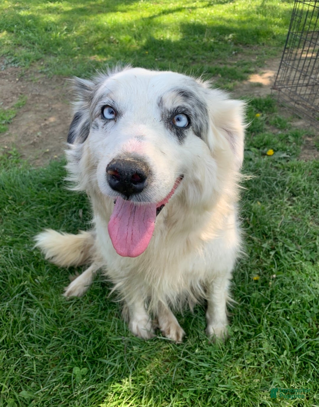 Border Collie dogs for sale: Border Collie Puppy 3 - Ad 2