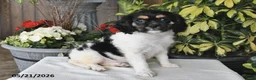 Cavalier King Charles Spaniel dogs for sale: Carla - Ad 1