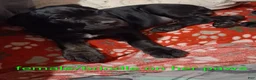Cane Corso dogs for sale: Cane Corso 10 - Ad 2