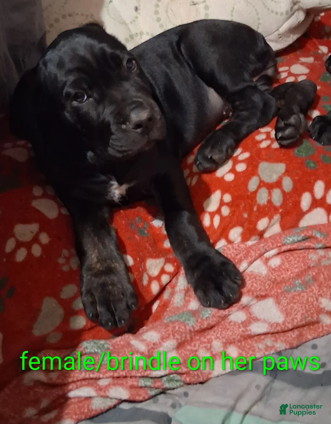 Cane Corso dogs for sale: Cane Corso 10 - Ad 2