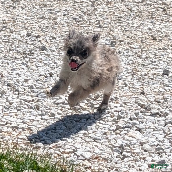 Pomeranian dogs Wingnut - Ad 21