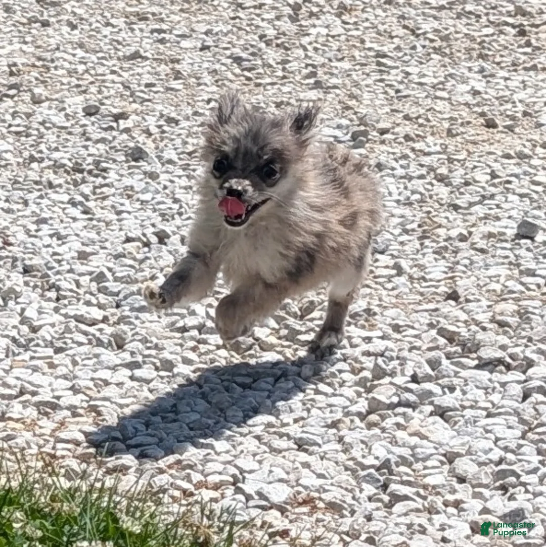 Pomeranian dogs for sale: Wingnut - Ad 1